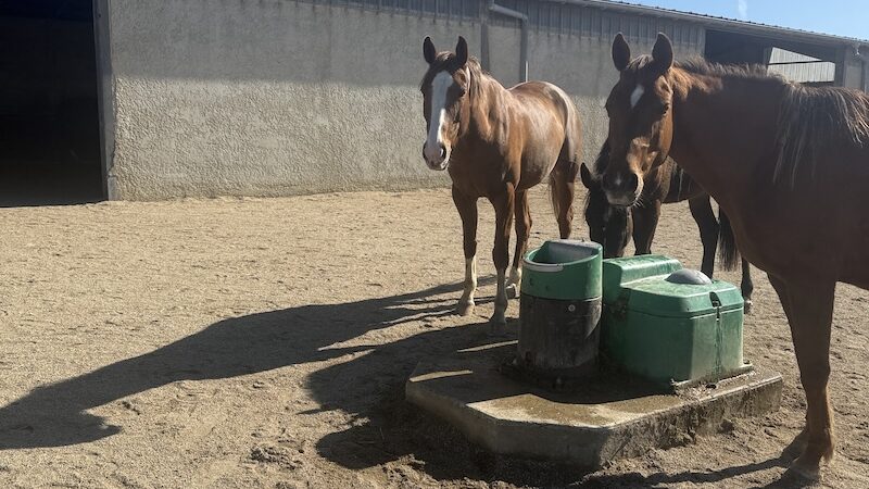 Chevaux au point d'eau de la zone active de la pension pour chevaux écurie LBG