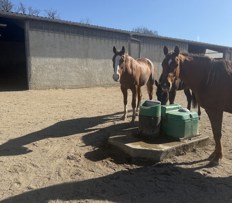 Chevaux au point d'eau de la zone active de la pension pour chevaux écurie LBG