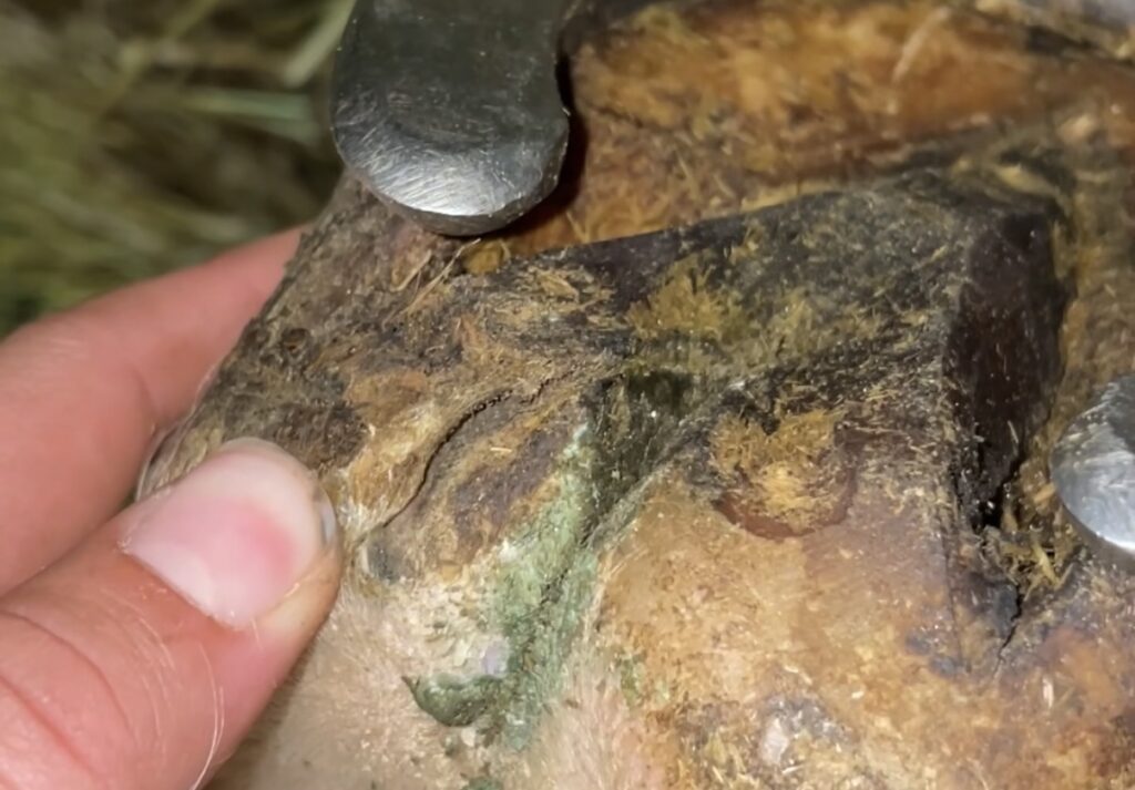 Curetage et entretien du pied d'un cheval en pension écurie active