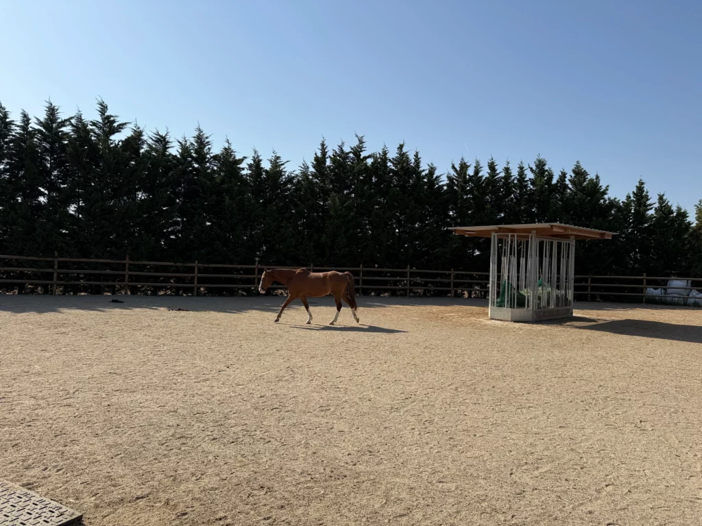 cheval dans la zone stabilisé de la pensions cheval castelnaudary